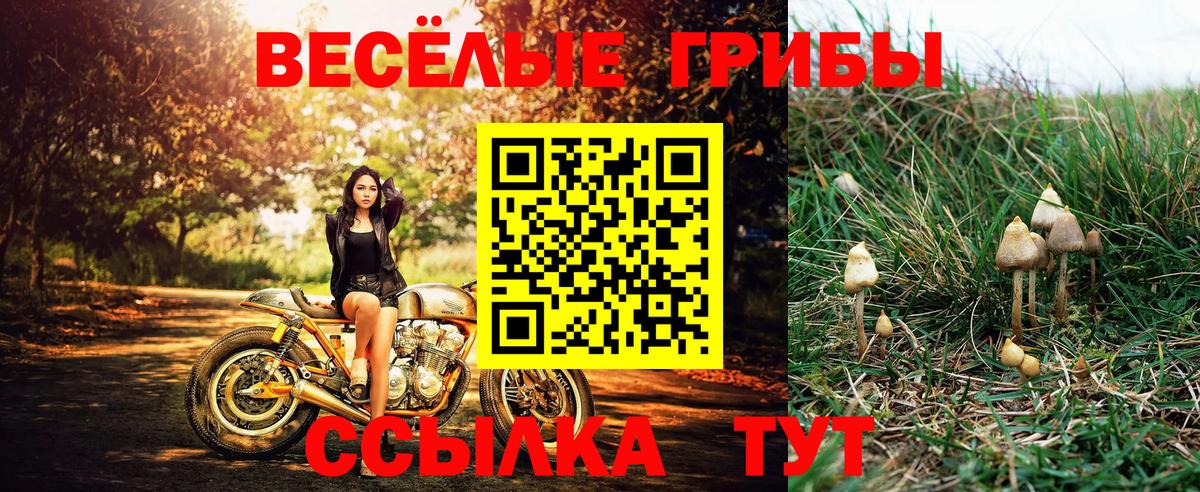 Псилоцибиновые грибы Psilocybine cubensis Унеча
